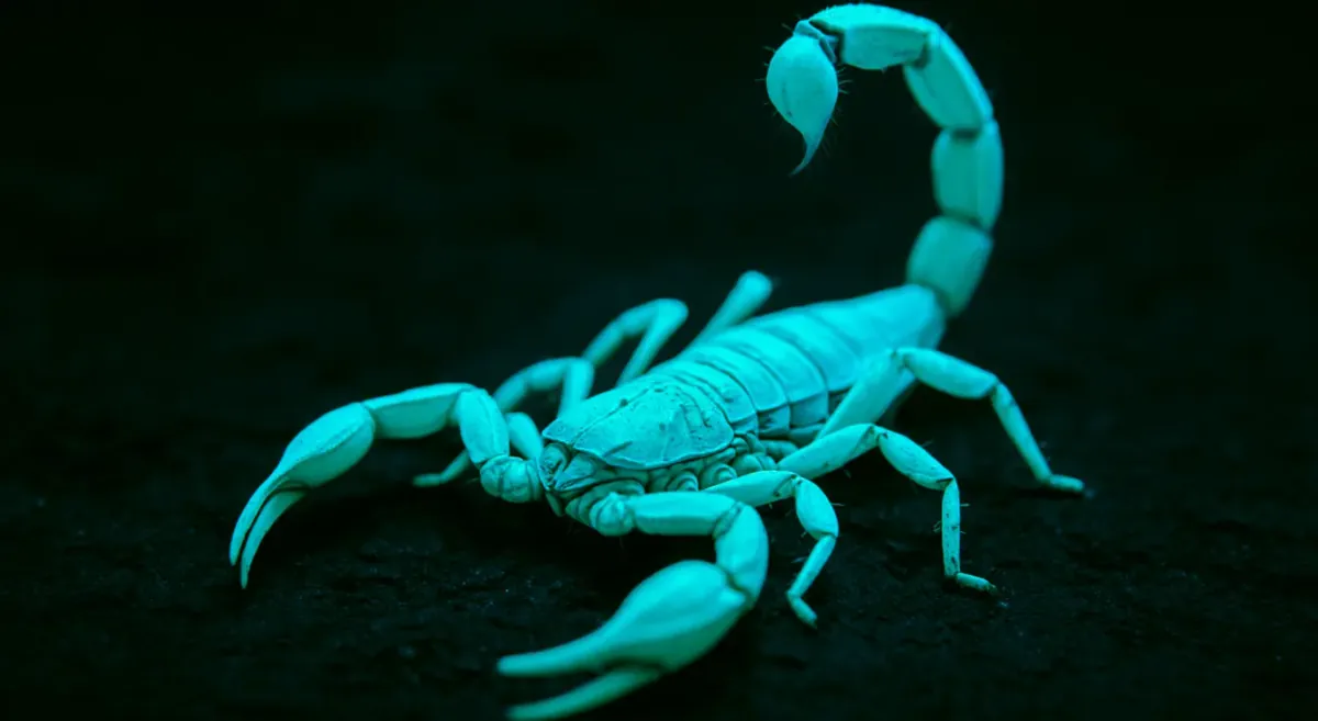 Por qué los alacranes brillan bajo luz UV (y cómo encontrarlos)