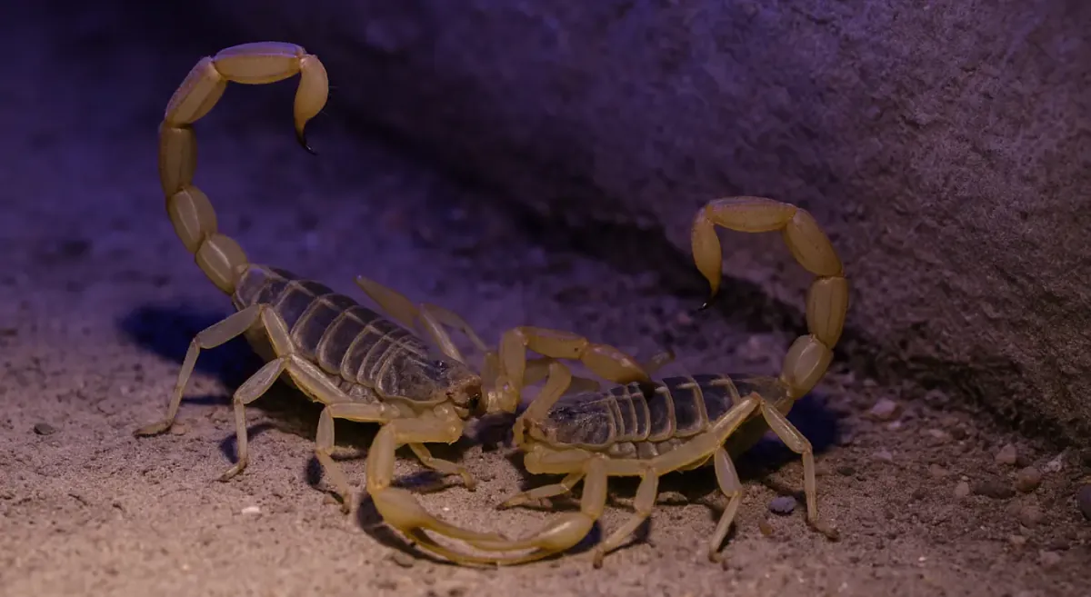 Apareamiento de alacranes: fechas, riesgos y prevención