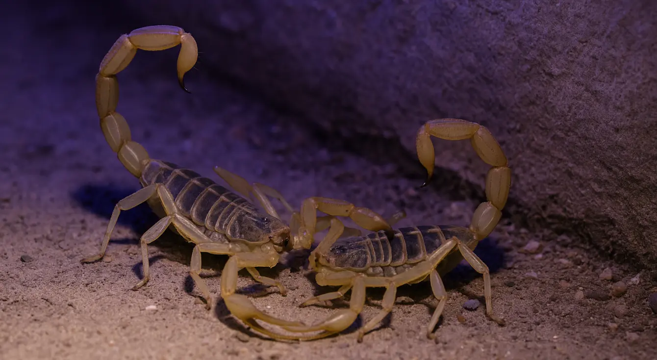 Scorpion Mating Season: Dates, Risks & Prevention