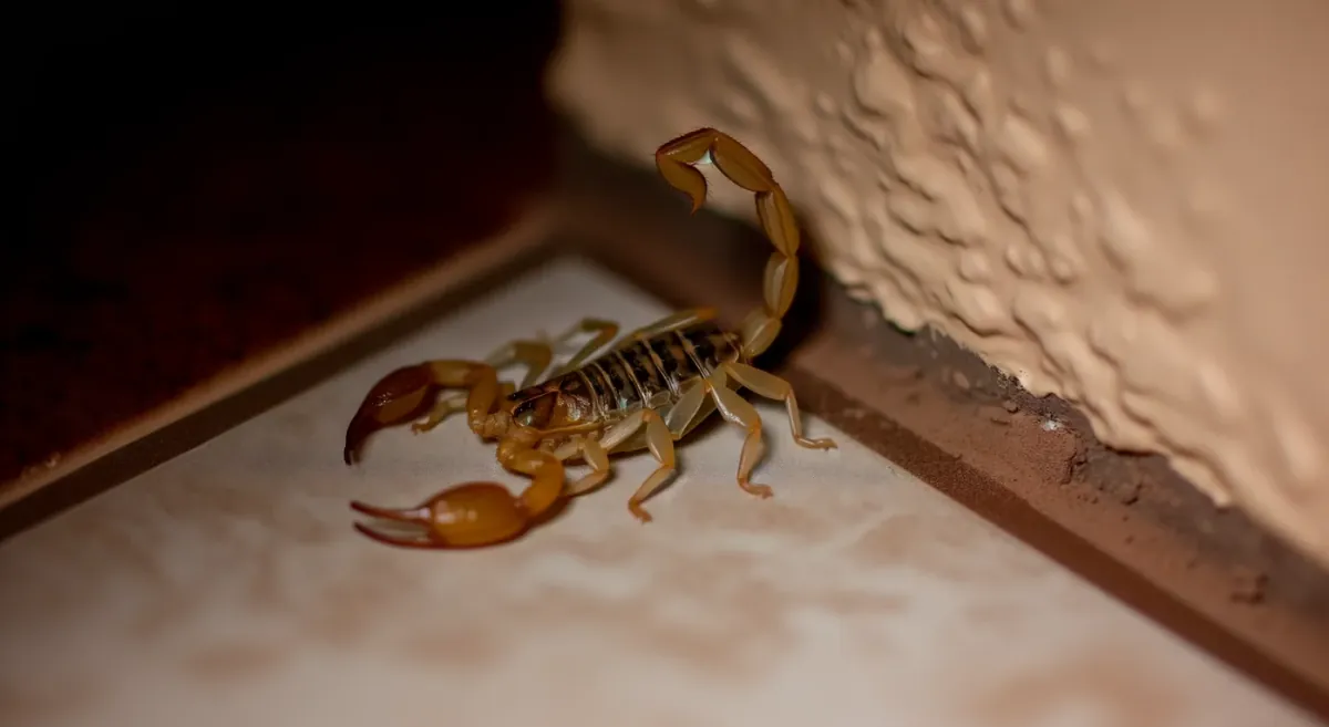 ¿Qué olores odian los alacranes? Lo que sí funciona