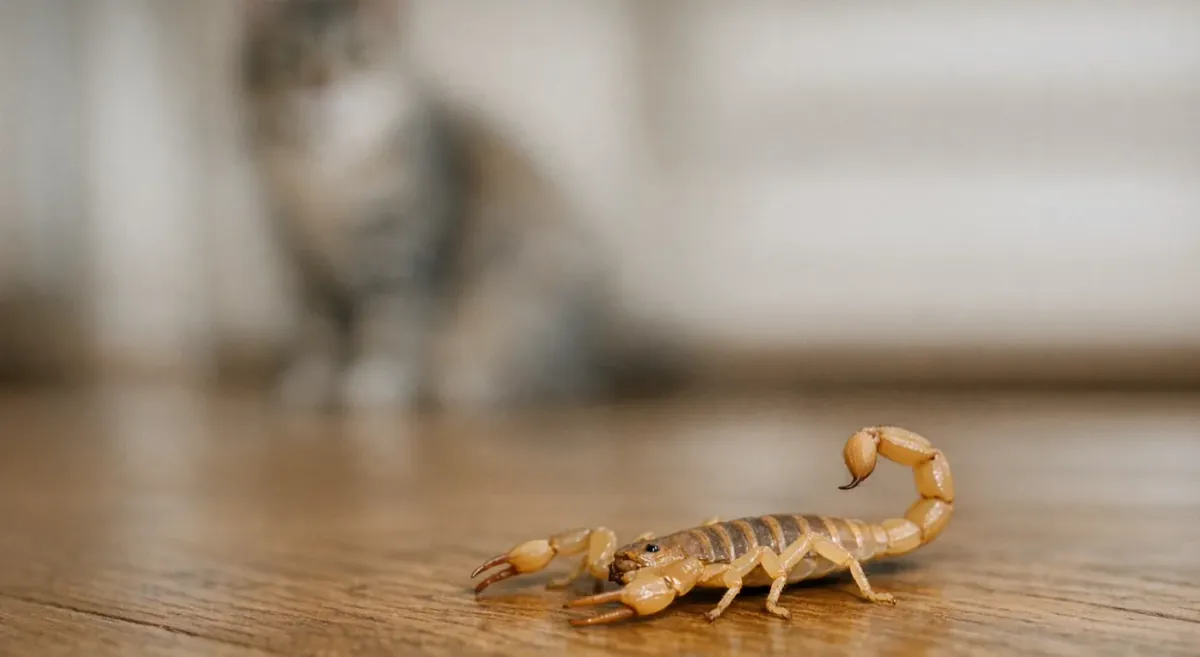 Do Cats Kill Scorpions? Reddit Says 50/50