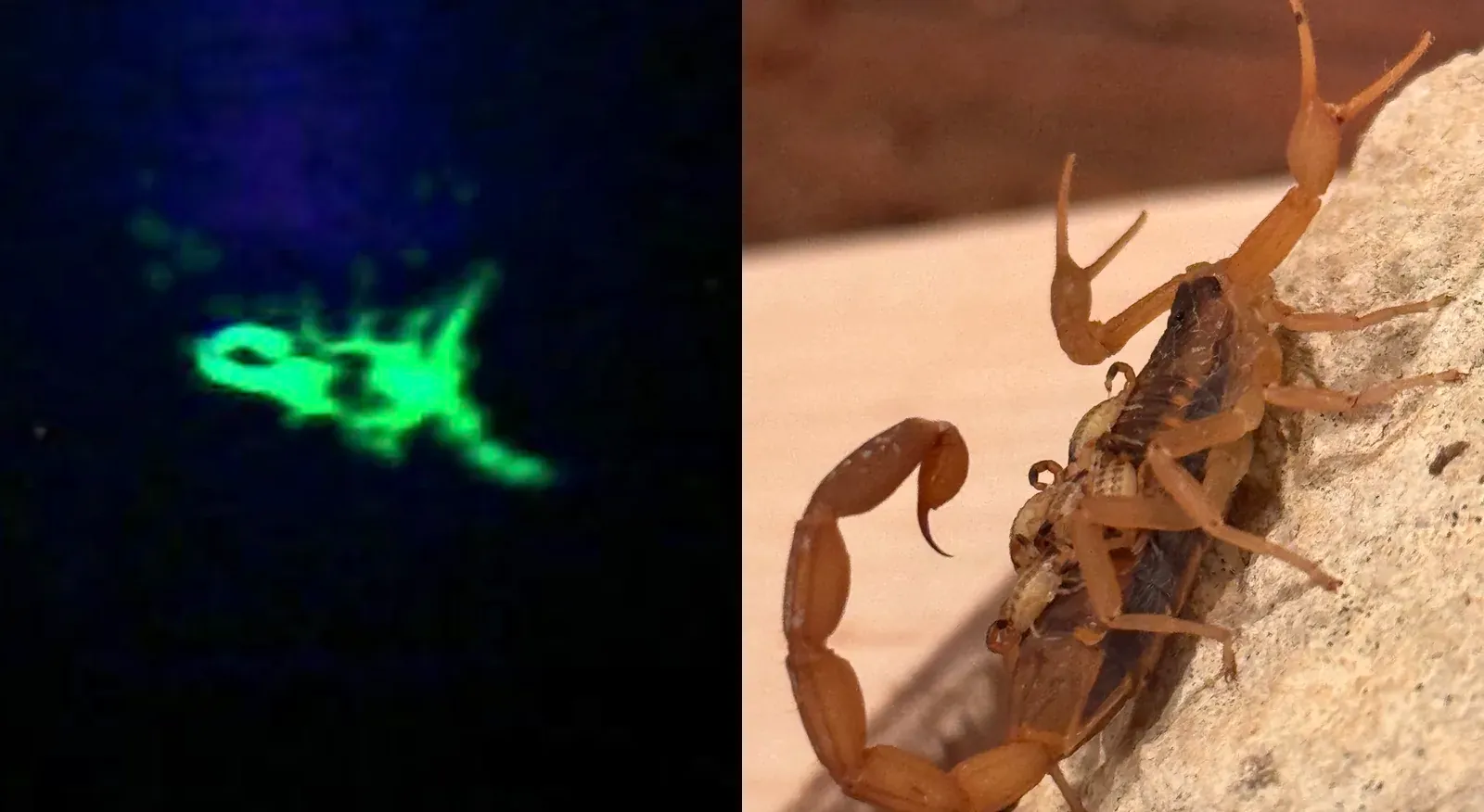 A Scorpion Gave Birth in Our Lab. Here’s What the Alert Looked Like.