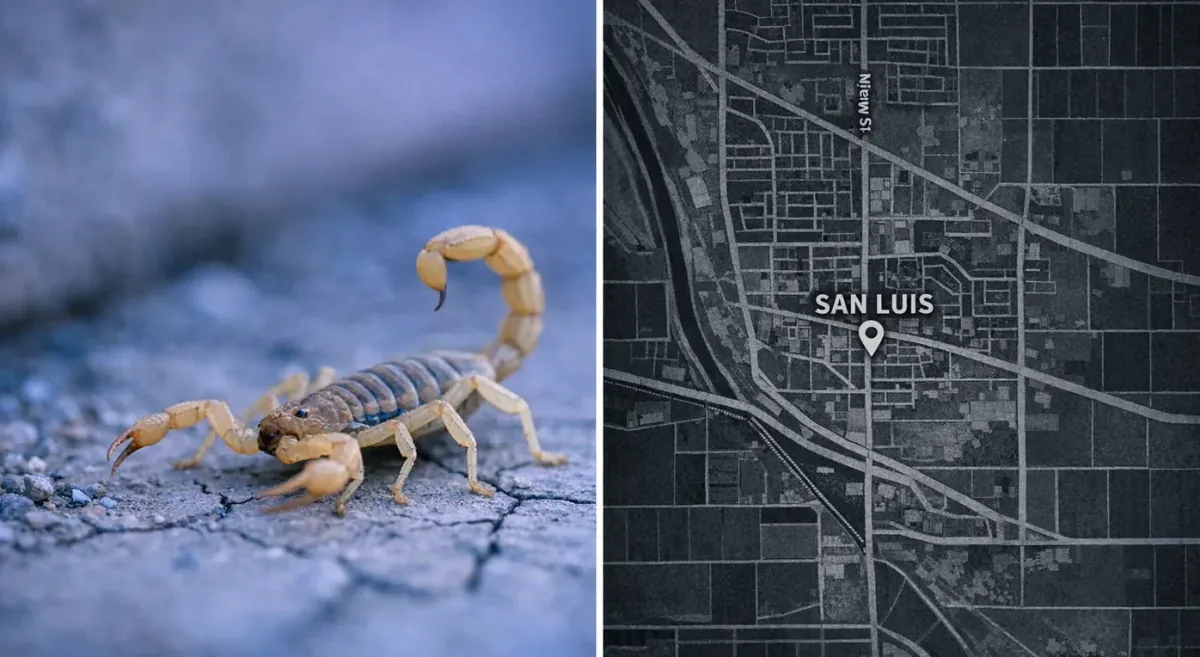 Alacranes en San Luis, Arizona: Temporada, Piquetes y Control