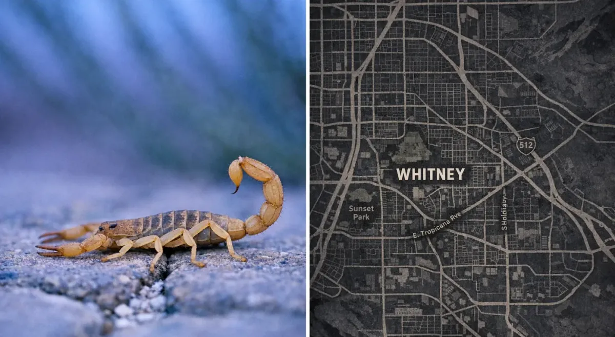 Alacranes en Whitney, Nevada: temporada, piquetes, control
