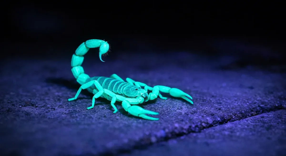 UV Blacklight Scorpion Hunting: Night Patrol Guide
